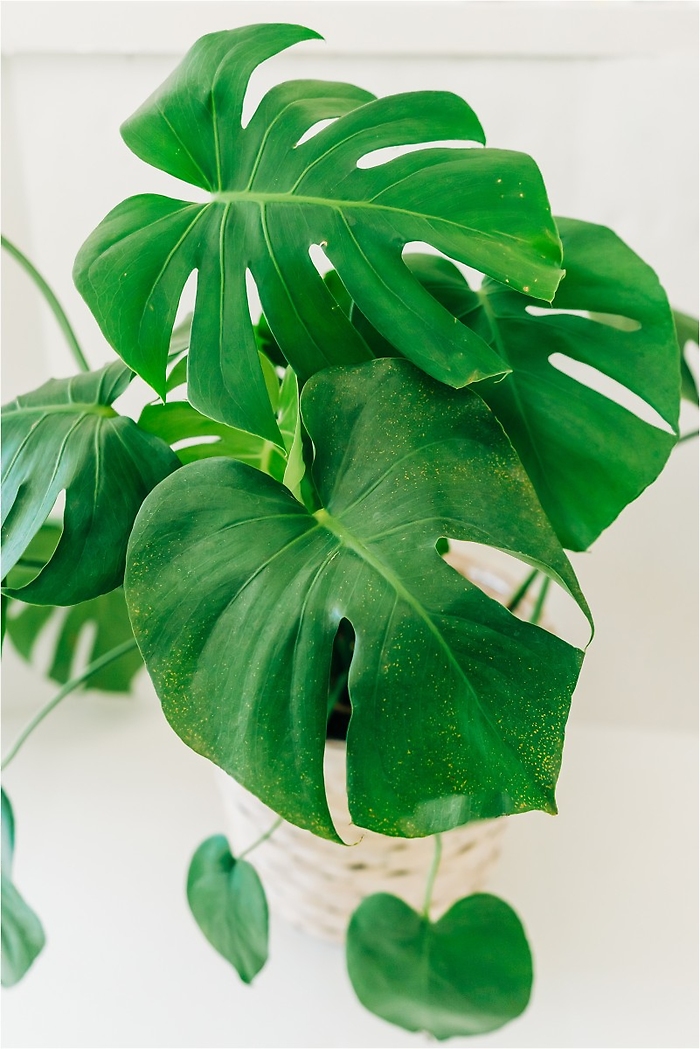 Monstera