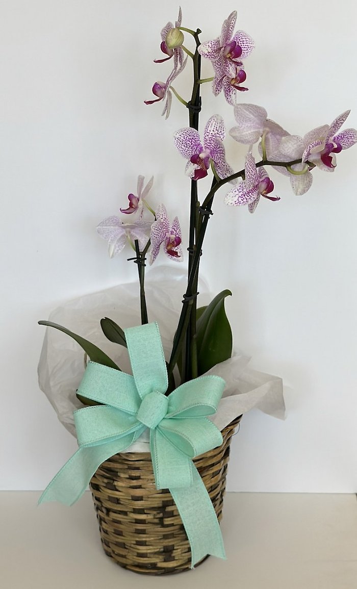 Orchid Plant