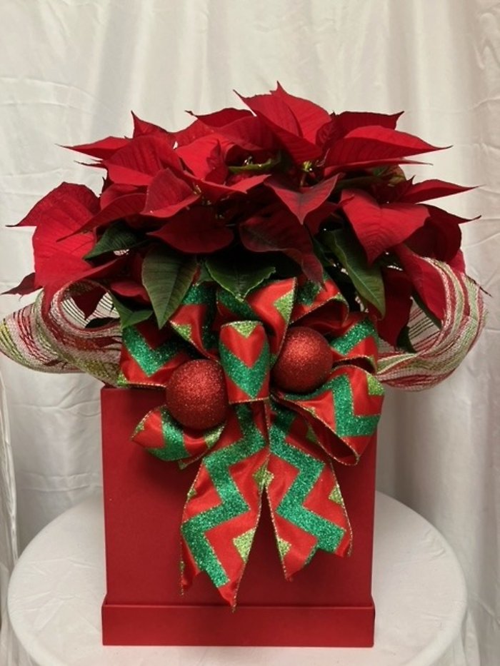 8 in dressed poinsettia