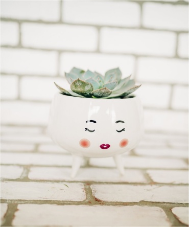Succulent Queen