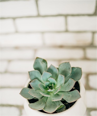 Succulent Queen